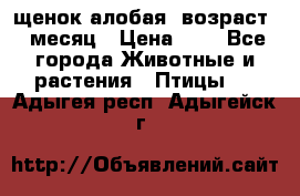 щенок алобая .возраст 1 месяц › Цена ­ 7 - Все города Животные и растения » Птицы   . Адыгея респ.,Адыгейск г.